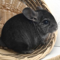 Générateur de noms de chinchillas