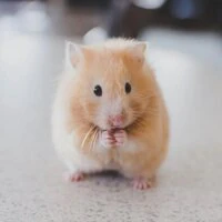 Générateur de noms de hamster