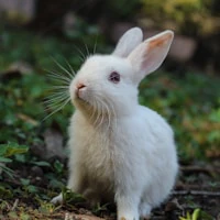 Générateur de noms de lapin